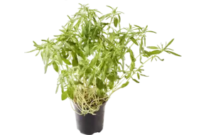 BIO Bonenkruid in pot doos 2st